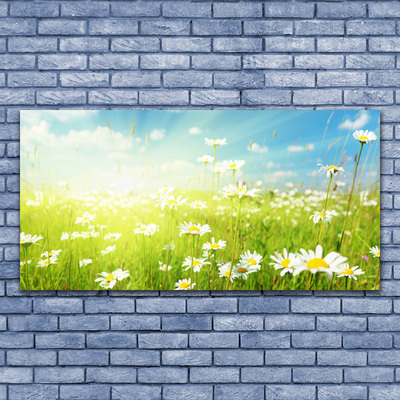 Plexiglas foto Daisy meadow nature