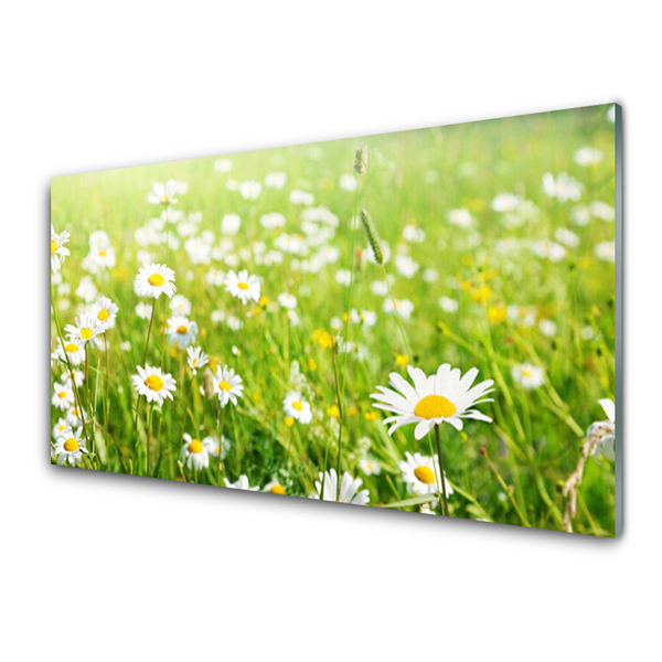 Plexiglas foto Daisy meadow nature