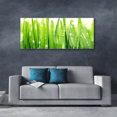 Plexiglas foto Grass nature plant