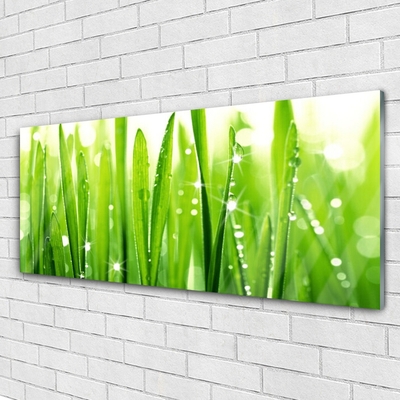 Plexiglas foto Grass nature plant