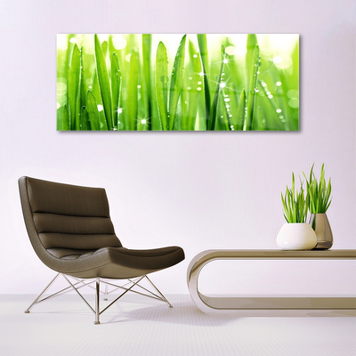 Plexiglas foto Grass nature plant