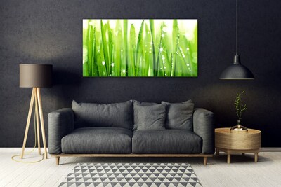 Plexiglas foto Grass nature plant