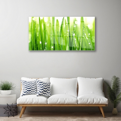 Plexiglas foto Grass nature plant