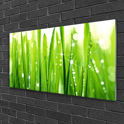 Plexiglas foto Grass nature plant