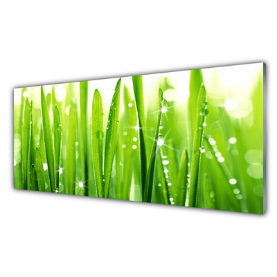 Plexiglas foto Grass nature plant