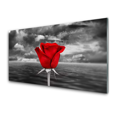 Plexiglas foto Rose flower plant zee
