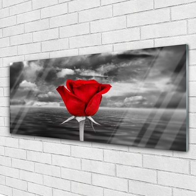 Plexiglas foto Rose flower plant zee