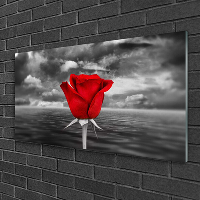 Plexiglas foto Rose flower plant zee