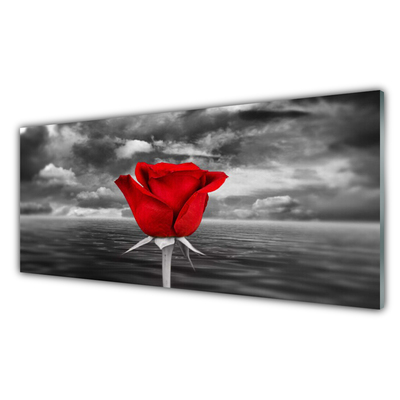 Plexiglas foto Rose flower plant zee