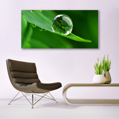 Plexiglas foto Plant leaf water drops