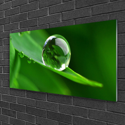 Plexiglas foto Plant leaf water drops