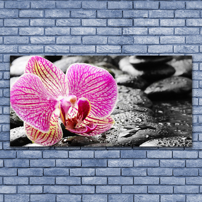 Plexiglas foto Orchidee bloem stones