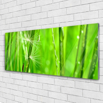 Schilderij op acrylglas Grass nature plant