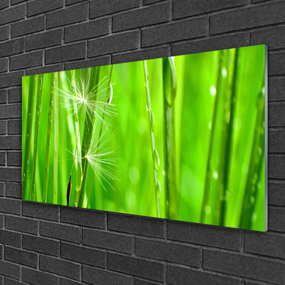 Schilderij op acrylglas Grass nature plant