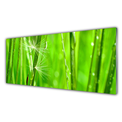 Schilderij op acrylglas Grass nature plant