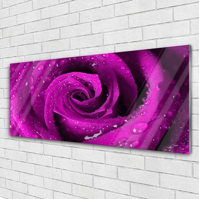 Schilderij op acrylglas Rose flower plant natuur