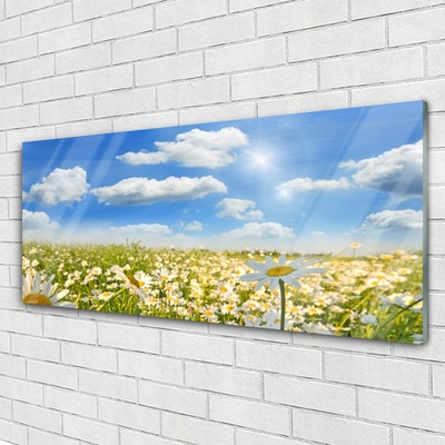 Schilderij op acrylglas Daisy meadow nature