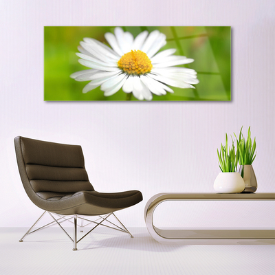 Schilderij op acrylglas Daisy plant nature