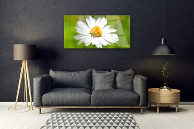 Schilderij op acrylglas Daisy plant nature