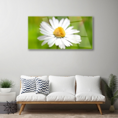 Schilderij op acrylglas Daisy plant nature