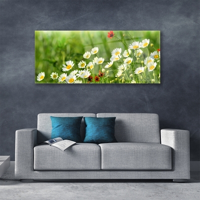 Schilderij op acrylglas Daisy plant nature