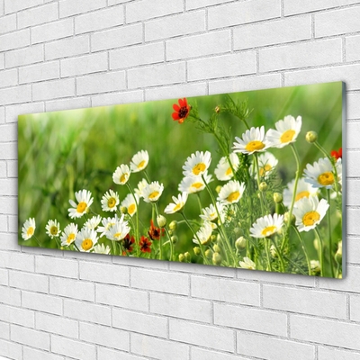 Schilderij op acrylglas Daisy plant nature