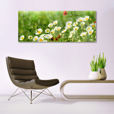 Schilderij op acrylglas Daisy plant nature