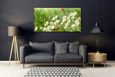 Schilderij op acrylglas Daisy plant nature