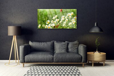 Schilderij op acrylglas Daisy plant nature