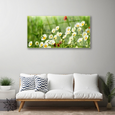 Schilderij op acrylglas Daisy plant nature