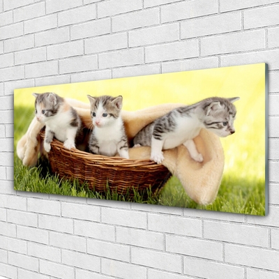 Schilderij op acrylglas Katten dieren