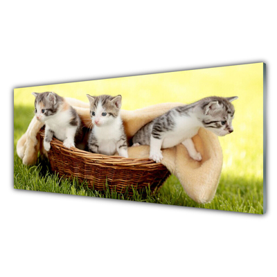 Schilderij op acrylglas Katten dieren