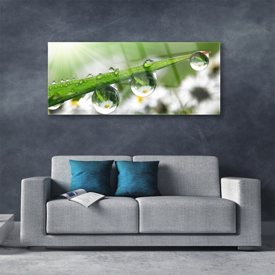 Schilderij op acrylglas Grass nature dew drops