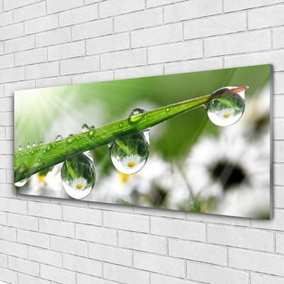 Schilderij op acrylglas Grass nature dew drops