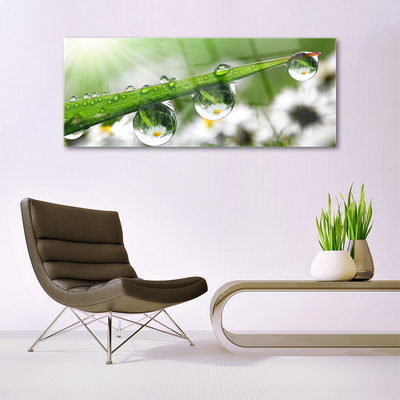 Schilderij op acrylglas Grass nature dew drops