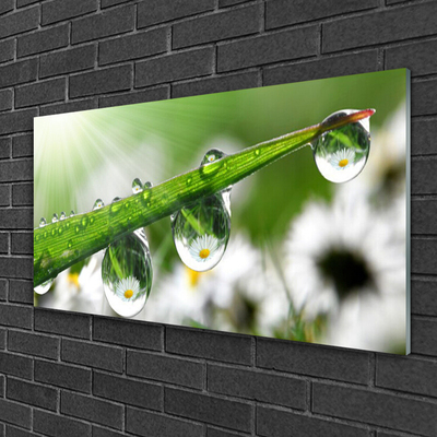 Schilderij op acrylglas Grass nature dew drops