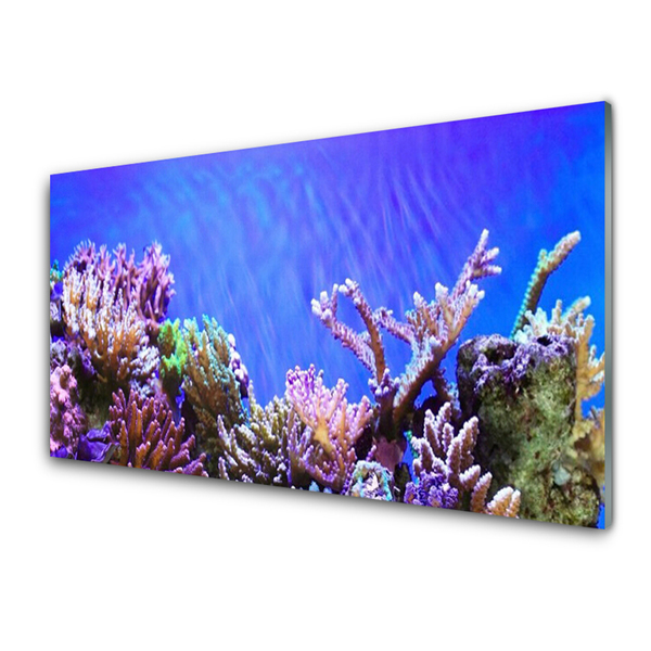 Schilderij op acrylglas Barrier reef nature