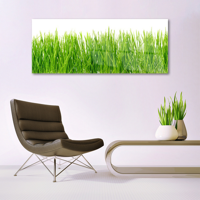 Schilderij op acrylglas Grass nature plant