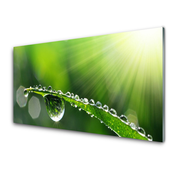 Schilderij op acrylglas Grass nature dew drops