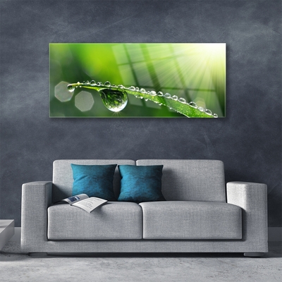 Schilderij op acrylglas Grass nature dew drops