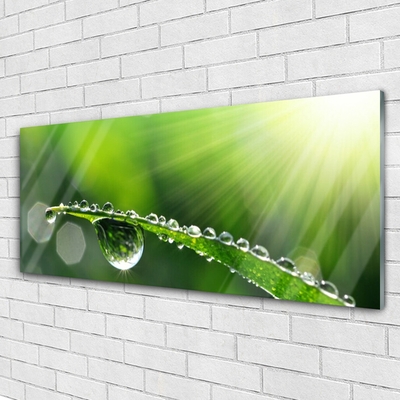 Schilderij op acrylglas Grass nature dew drops