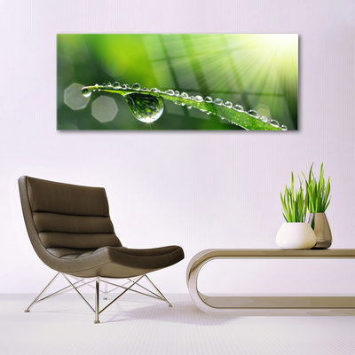 Schilderij op acrylglas Grass nature dew drops