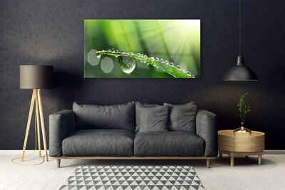 Schilderij op acrylglas Grass nature dew drops