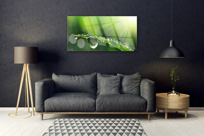 Schilderij op acrylglas Grass nature dew drops