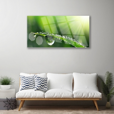 Schilderij op acrylglas Grass nature dew drops