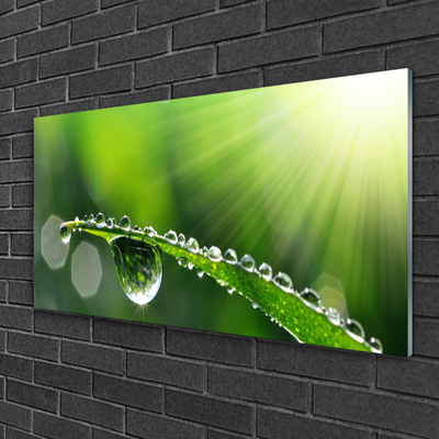 Schilderij op acrylglas Grass nature dew drops