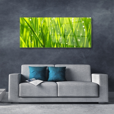 Schilderij op acrylglas Grass nature plant