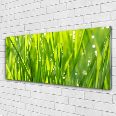 Schilderij op acrylglas Grass nature plant