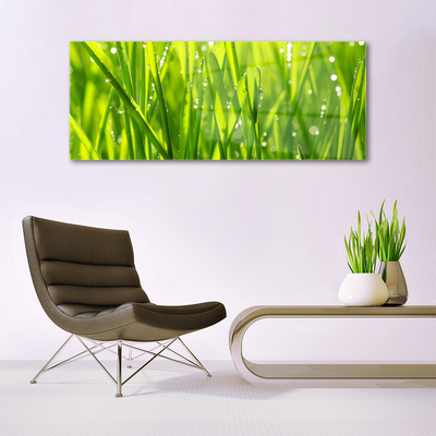 Schilderij op acrylglas Grass nature plant