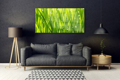 Schilderij op acrylglas Grass nature plant